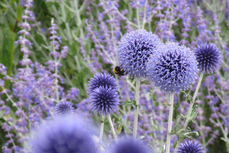 Seed Pack_Blue Globe Thistle