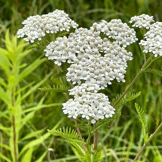 Seed Pack_Yarrow