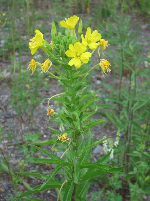 Seed Pack_Evening Primrose