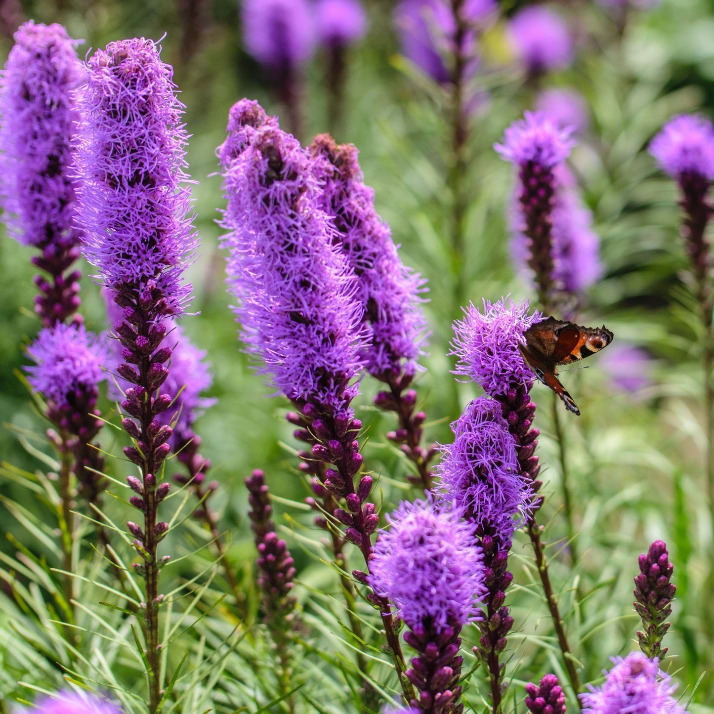 Seed pack_Liatris