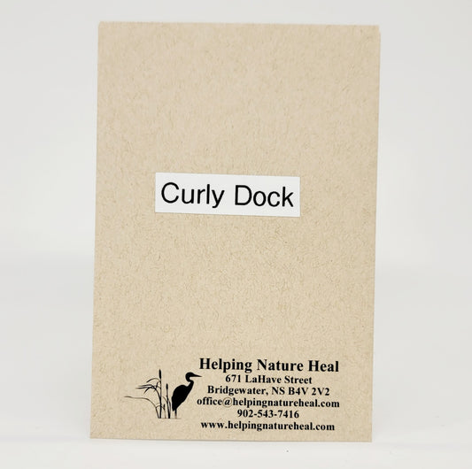 Seed Pack_Curly Dock
