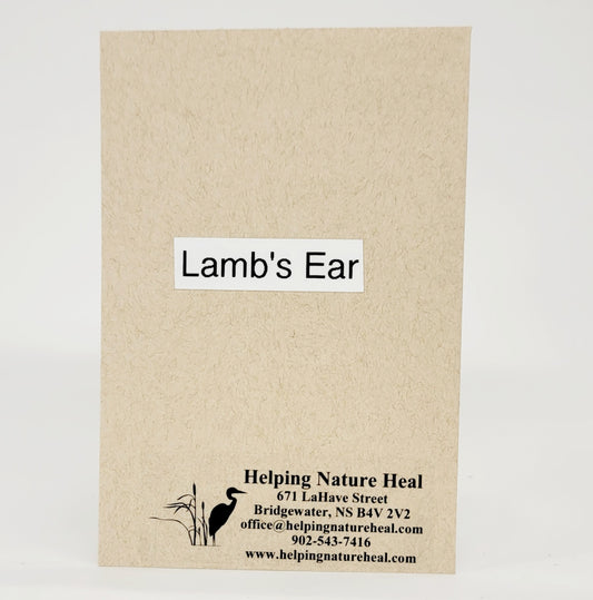 Seed Pack_Lam's Ear