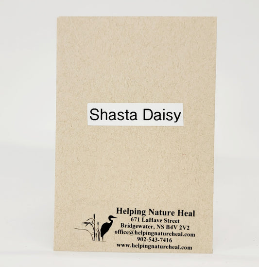 Seed Pack_Shasta Daisy