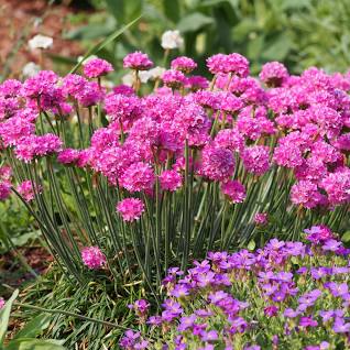 Seed Pack_Sea thrift